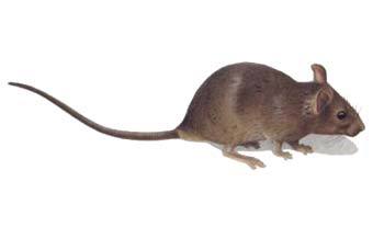 Atlas škůdců - Myš domácí, DESINSEKTA